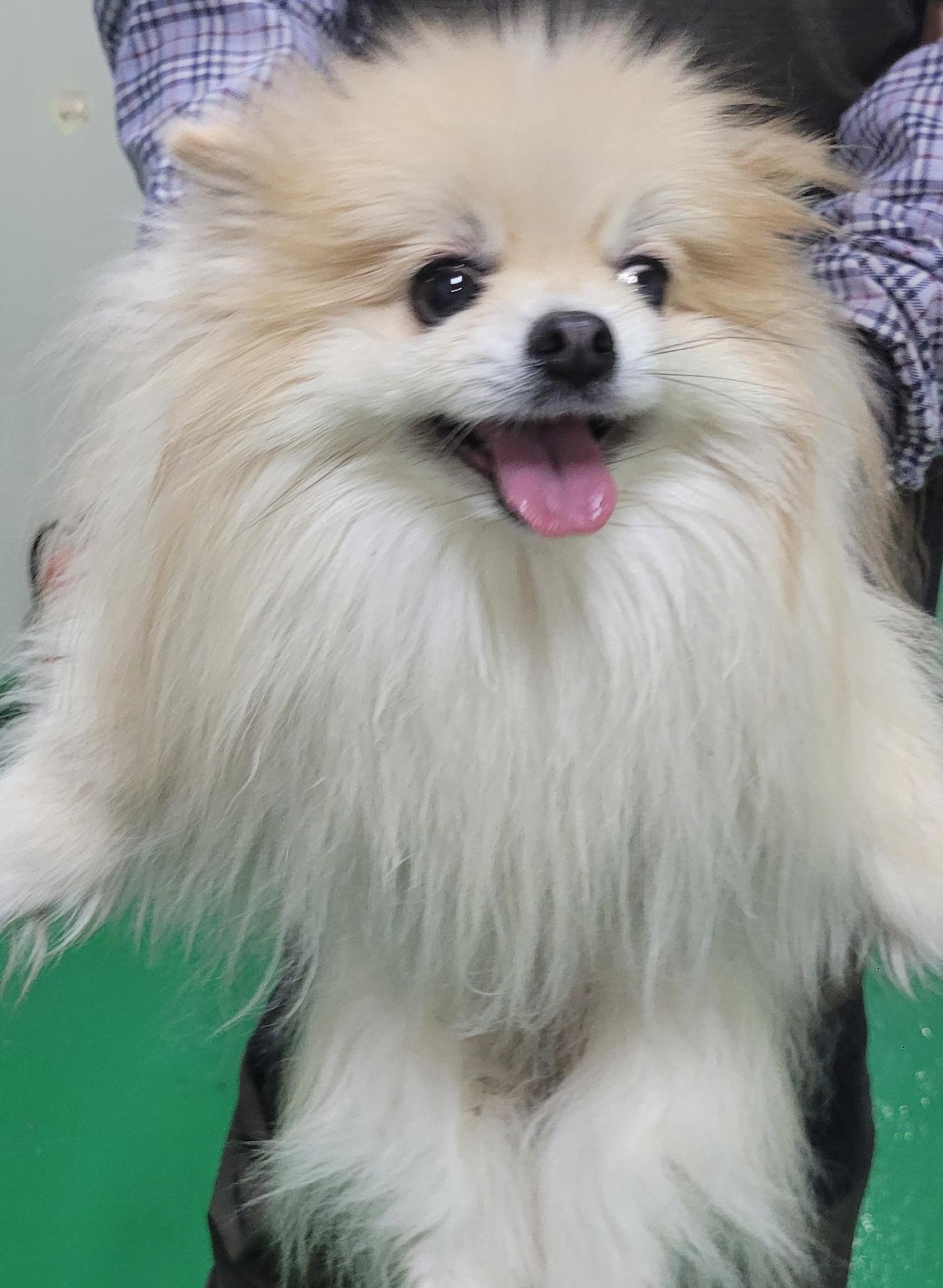포메라니안 이미지 파일 입니다.
